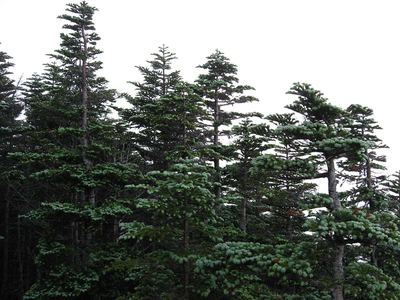 Honshu Alpine Conifer Forests One Earth
